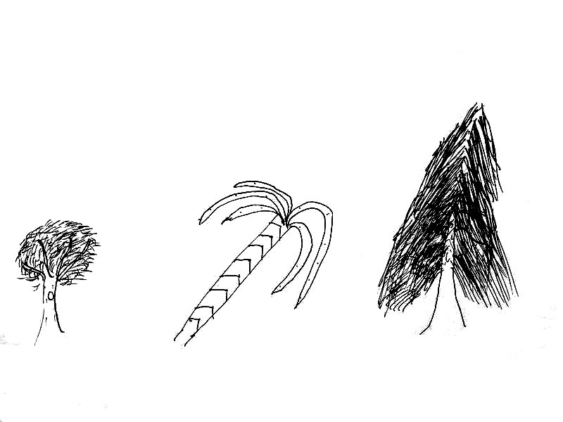 dessiner trois arbres différents (3)