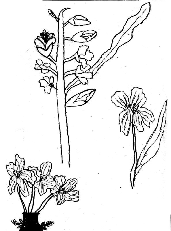 plante (1)