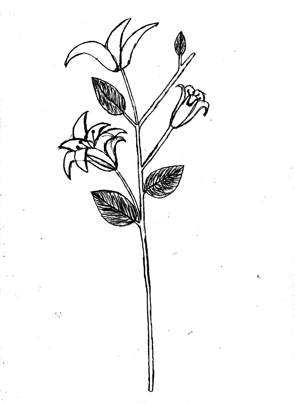 plante (2)