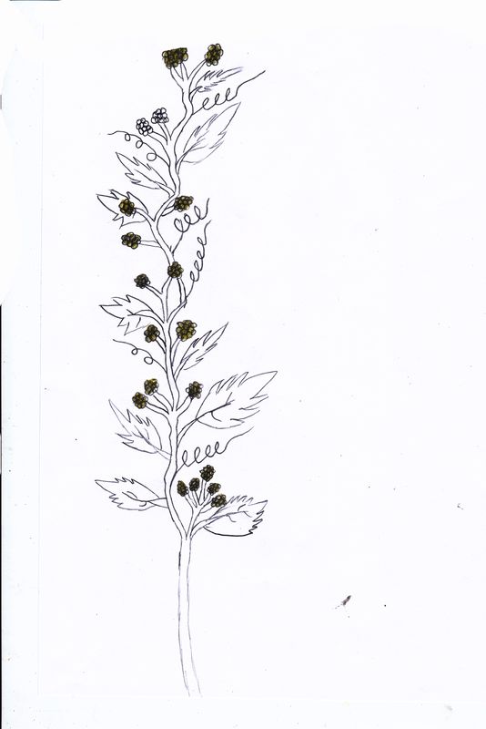 plante (3)