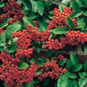 pyracantha-mohave