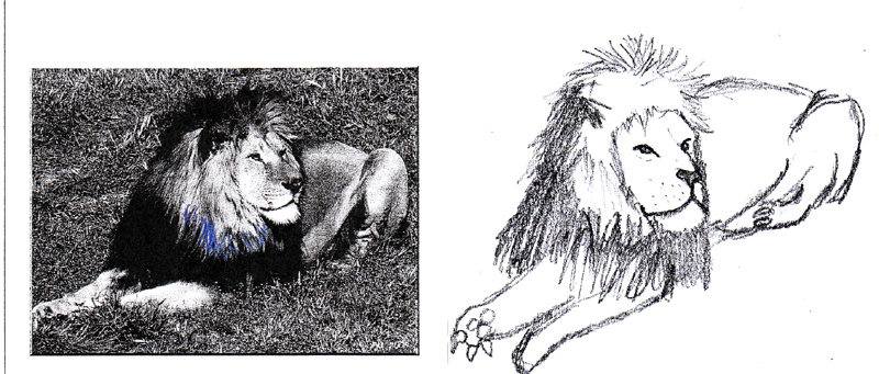 dessin lion (6)