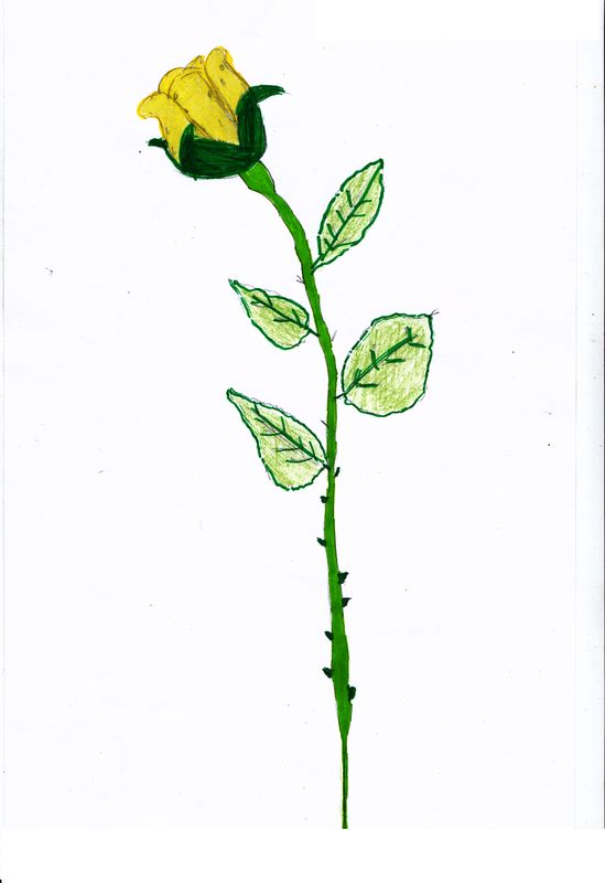 plante (9)
